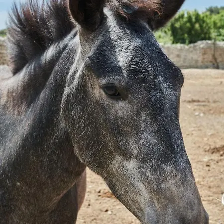 Vakantieboerderij Masseria Prosperi Alimini
