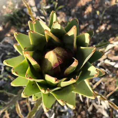 Masseria Prosperi Alimini
