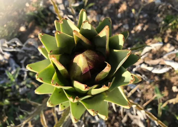Masseria Prosperi Alimini